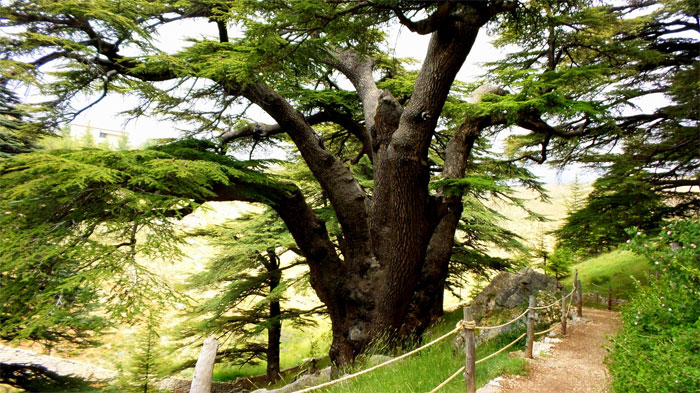 Cedro de Salomón, árbol nacional que aparece en la bandera del país