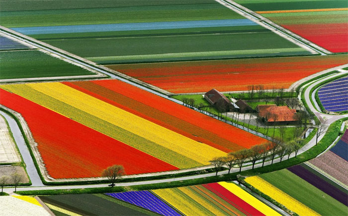 Campo de tulipanes holandés