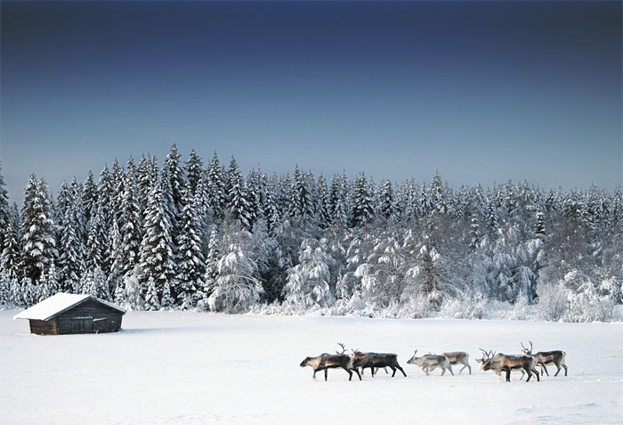 Rebaño de renos junto a un bosque de Suecia